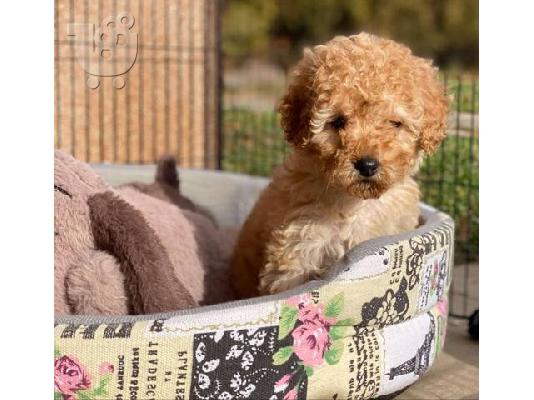 Καθαρόαιμα κουτάβια Toy Poodle από δυόμιση μηνών